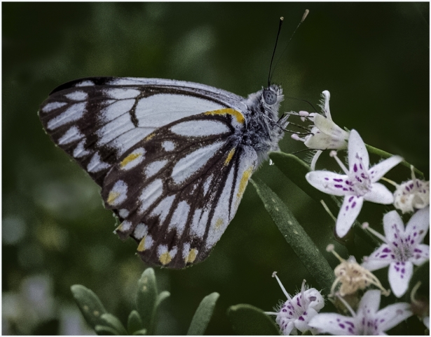 Pauline Mosel Enjoying the Nectar Highly Commended 8 640x480 November 2024   Botanicals