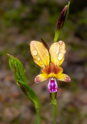 Peter Barrien EFIAP FAPS Donkey Orchid Top Merit 10 640x480 November 2024   Botanicals