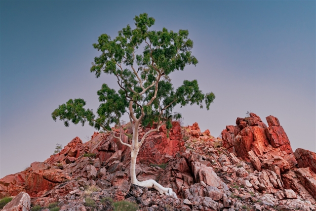 Wayne Frost Ghost Gum Blue Hour Highly Commended 8 640x480 November 2024   Botanicals