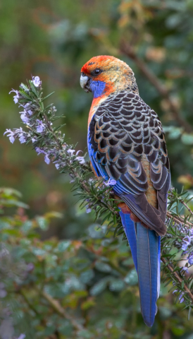 Peter Barrien Rosella on Rosemary 10 Colour Print Open A Grade 1 640x480 June 2019   Patterns