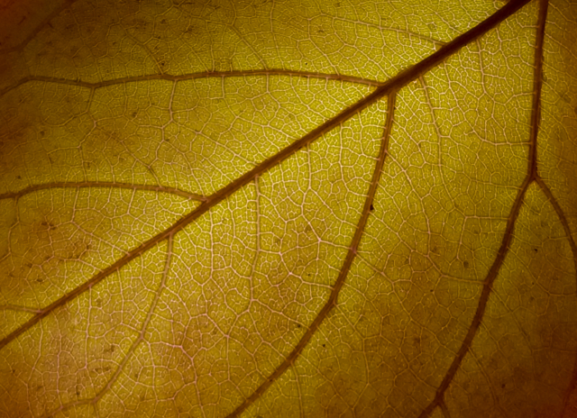 Julie Deer Highly Commended Autumn Veins 640x480 June 2020   Phone Photography