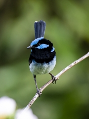 Donald Owers Blue Wren 1 8 1 320x240 November 2021   Crowded Spaces