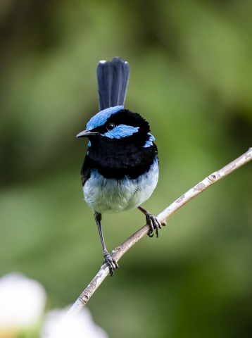 Donald Owers Blue Wren 1 8 1 640x480 November 2021   Crowded Spaces
