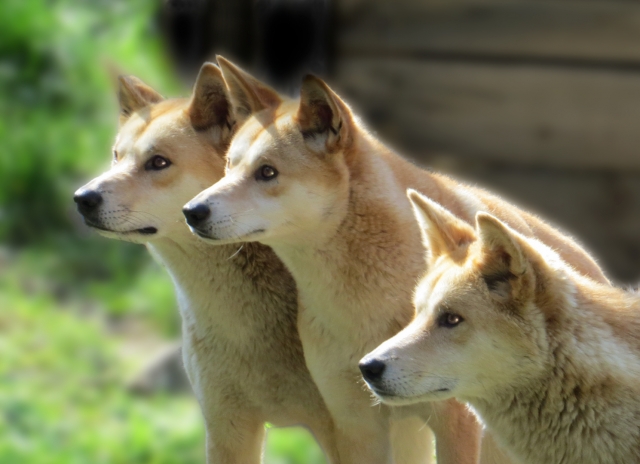 Dingle Gary Digital Projected Open B Grade 8 Dingo Triplets 640x480 March 2022   Group of Three