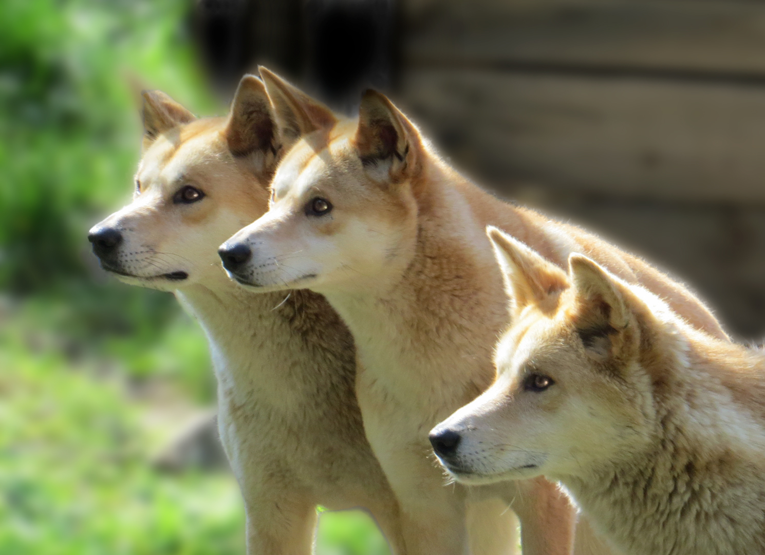 Dingle Gary Digital Projected Open B Grade 8 Dingo Triplets March 2022   Group of Three