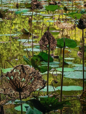 Oborn Richard Digital Projected Open A Grade 8 Lily Pond No. 1 640x480 February 2022   Wabi Sabi