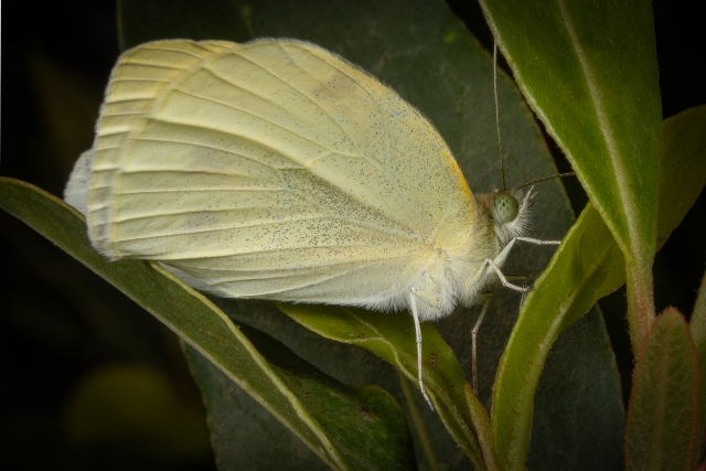 Patterson Lesley Digital Projected Open A Grade 10 Cabbage White Butterfly 640x480 March 2022   Group of Three