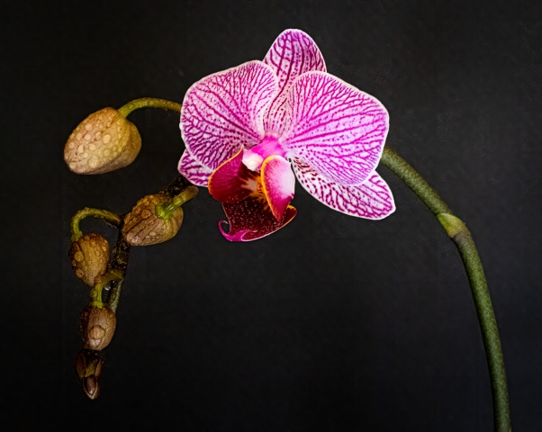 Patterson Lesley Digital Projected Open A Grade 8 Moth Orchid 640x480 March 2022   Group of Three