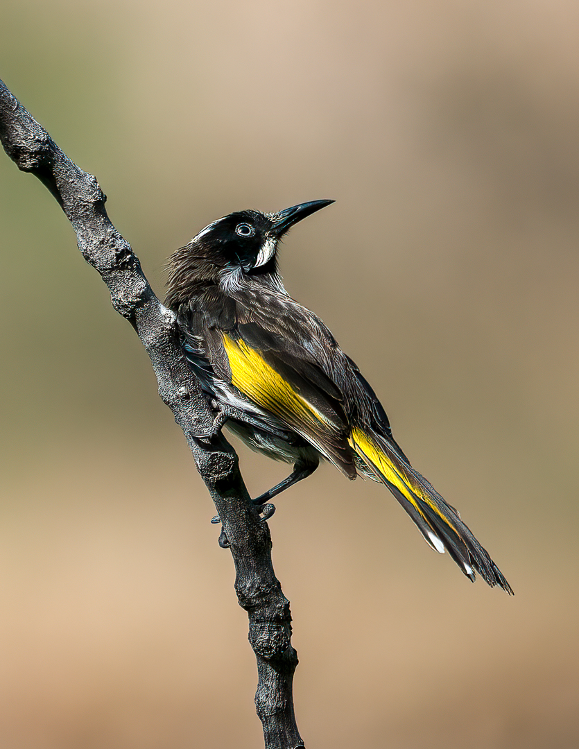 Owers Donald Digital Projected Open A Grade 8 Honeyeater 1 April 2022   Old Tailem Town