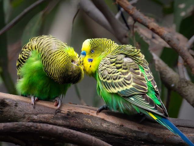 Barrien Peter Digital Projected Open A Grade 8 Budgies in Love 640x480 May 2022   Show Us Your Curves