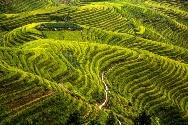 Barrien Peter Digital Projected Set A Grade 10 Logji Rice Fields 640x480 May 2022   Show Us Your Curves