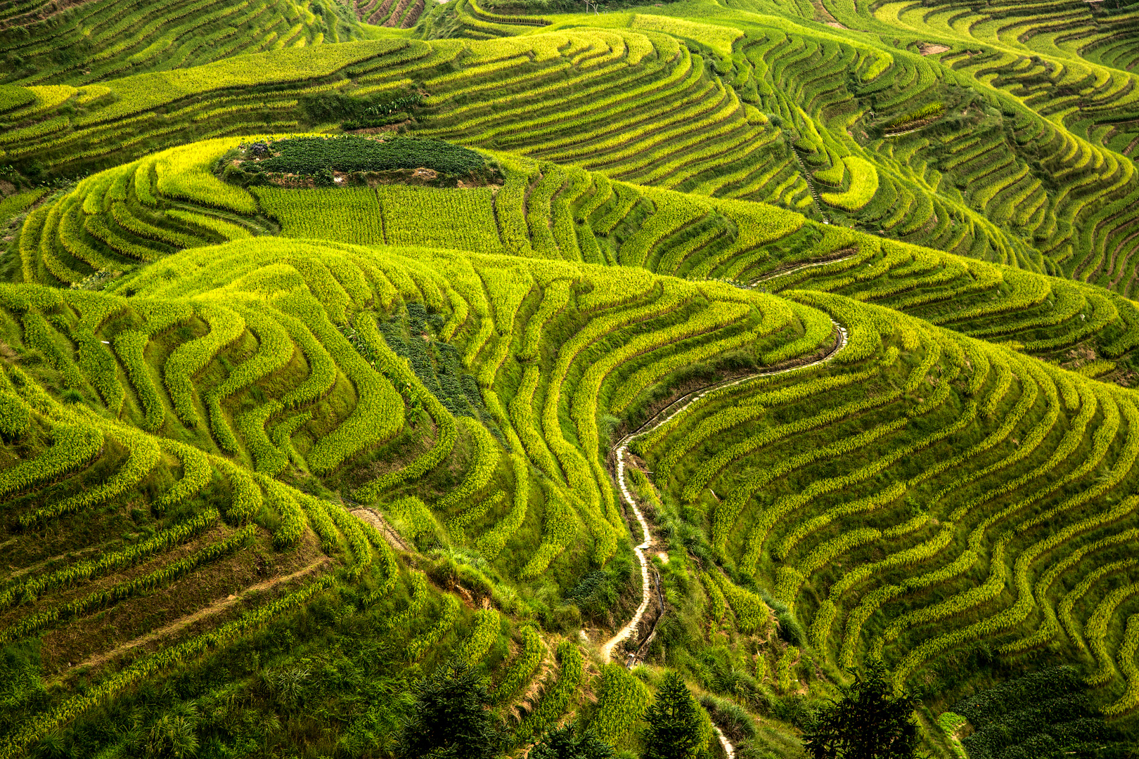 Barrien Peter Digital Projected Set A Grade 10 Logji Rice Fields May 2022   Show Us Your Curves