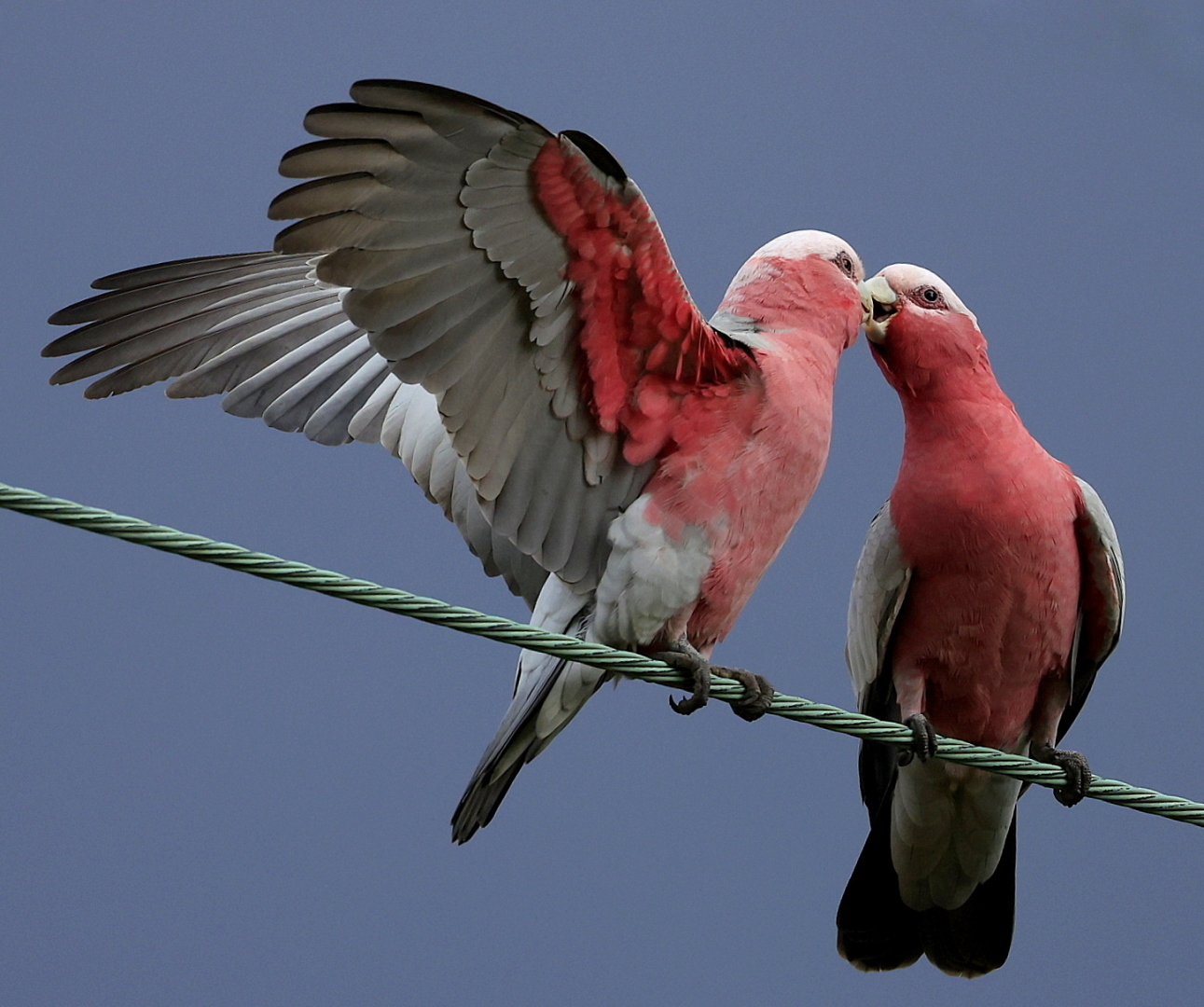 Calo Vince Colour Print Set A Grade 9 Dating on Line June 2022   Bird Behaviour