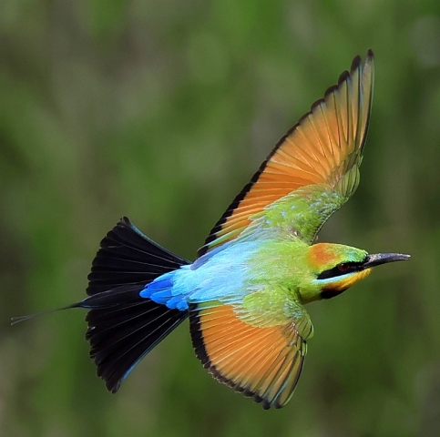 Digital Projected Open A Grade Calo Vince 9 Rainbow Bee Eater in Flight 1 1 640x480 April 2023   Triptych