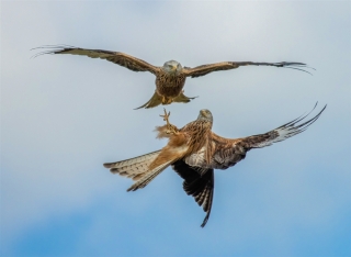 Patterson Ian Red Kites in South Wales 10 Colour Print Open A Grade EFIAP FAPS 320x240 May 2023   Street Photography