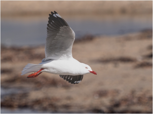 Tiong Fred Digital Projected Open A Grade Silver Gull 8 640x480 November 2023   Nature in your neighbourhood