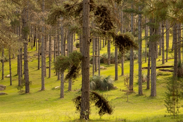 In the Forest Chris Sedunary Highly Commended 8 640x480 August 2026   Sports Photography