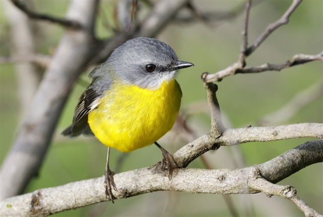 Yellow Robin Vince Calo Merit 9 640x480 August 2026   Sports Photography