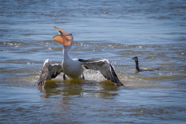 John Walters Australian Pelican Highly Commended 8 640x480 September 2026   Farm (Rural) Life