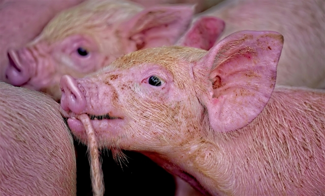 Terry Gooley EFIAP EPSA FAPS GPUCr2 AIAAP Little Piggy Highly Commended 8 640x480 September 2026   Farm (Rural) Life